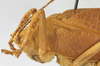 CollectionObject 1539752; e07ce68e-0f42-484b-9024-ac61281af520: male pronotum lateral (holotype). (CollectionObject).