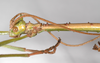 CollectionObject 1576613; USNM(SF IMPORT DUPLICATE) RD-248, 224e311c-4bbb-40fb-967d-72755e885456: copyright USNM, Washington. male: head & thorax, lateral view (holotype). (CollectionObject).