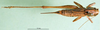 CollectionObject 1501866; 89bdc6c7-1565-4652-9770-d4f07f6118ab: female, dorsal view (paratype of Metrioptera dofleini). (CollectionObject).