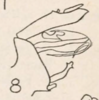 Pygofer, lateral view: !! display not done !! on Oecleus delongi Caldwell, 1944: (Observation).