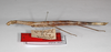 CollectionObject 1559630; b7d92340-2c1b-49ff-9d01-0c91addb426e: copyright ZMB, Berlin. female (syntype). (CollectionObject).