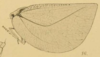 Habitus, lateral view: (Observation).