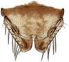 Subgenital plate: Psammotettix striatus, subgenital plates and valve, ventrally (INHS). (Observation).