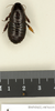 Panesthia quinquedentata Kirby, 1903: Copyright Natural History Museum, London. Paralectotype (male nymph) in BM(NH). Dorsal view. (Otu).