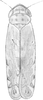 Habitus, dorsal view: Habitus. (Observation).