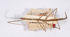 CollectionObject 1558549; a1a2af98-9b7e-4ca1-bd9f-0ee1108f4a32: copyright ZMHB, Berlin. female of synonym Bacunculus tener (holotype). (CollectionObject).