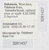 CollectionObject 1593198; ZFMK CI 3261437, e5c6bef4-4516-4406-a53d-7f9fdb55123a: labels (neotype). (CollectionObject).