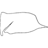 Pygofer, lateral view: !! display not done !! on Ileopeltus cyclops (Linnavuori, 1959): Pygofer, lateral view. (Observation).