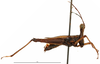 CollectionObject 1500837; 15a92905-07ed-4074-a578-13887db21346: male, lateral view (holotype). (CollectionObject).