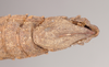 CollectionObject 1562258; NHMUK(SF IMPORT DUPLICATE) 845221, 2e85e0dc-ef62-418e-a5ea-79a2710ee2e8: copyright Natural History Museum, London. female: end of abdomen, ventral view (holotype). (CollectionObject).