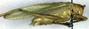 CollectionObject 1500634; 4b667e6d-18fd-449c-b09b-240f7939edb6: male, lateral view (holotype of Tettigonia turcica). (CollectionObject).