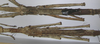 CollectionObject 1557414; 3d8abd3b-1899-4d21-bd21-afa4fcb0ad32: copyright MRAC, Tervuren. females: thorax, dorsal view (syntypes). (CollectionObject).
