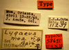 CollectionObject 1962944; 287a6a43-9e9d-41cf-a49c-6b27b0ce817f, NMNH 58640: Lygaeus moa - Holotype Labels (NMNH) - (CC BY-NC 3.0) - Photo by Pablo M. Dellapé with permission from the National Museum of Natural History (NMNH), Smithsonian Institution, Washington, D.C. (CollectionObject).