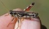 Melanoplus stupefactus (Scudder, 1876): male. (Otu).