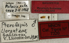 CollectionObject 1535172; df5ab340-c00d-4f67-9f92-e4800fb6bdb8: labels (holotype). (CollectionObject).