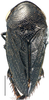 Habitus, dorsal view: Magnentius clavatus, dorsal habitus (INHS). (Observation).