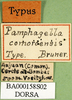 CollectionObject 1570333; f866583a-972d-463a-ac41-78b3513447e0: labels (paralectotype). (CollectionObject).