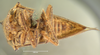 Habitus ventral view: !! display not done !! on Glossonotus univittatus (Harris, 1841): (Observation).
