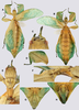 CollectionObject 1591405; 30d2ddab-368d-4c6f-b3ee-99181c9791ae: copyright RBINS, Brussels. female (paratype). (CollectionObject).;CollectionObject 1591406; 31fff75e-ea5f-42d4-ade7-cc1c9c47703c: copyright RBINS, Brussels. female (paratype). (CollectionObject).