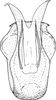 Aedeagus, ventral view: !! display not done !! on Ophiola decumana (Kontkanen, 1949): Aedeagus, ventral view. (Observation).