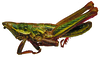 Stenoscepa picta (Bolívar, 1884): male, lateral view (Eritrea). (Otu).