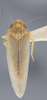 Habitus, dorsal view: !! display not done !! on Arundanus marginellus DeLong, 1935: Dorsal. (Observation).