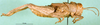 CollectionObject 1501161; 81119c6f-f5be-4597-9cf9-86bfa4446fc5, DORSA BA000430S01: male, lateral view (holotype of Glyphotmethis heldreichi rubrescens). (CollectionObject).
