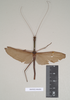 CollectionObject 1562088; NHMUK(SF IMPORT DUPLICATE) 844858, d6f3747a-eaec-4adb-b88f-f88fe7660782: copyright Natural History Museum, London. male (syntype). (CollectionObject).
