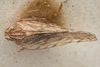Habitus, dorsal view on Demetia irrorata (Uhler, 1895): (Observation).