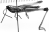 Staurorhectus longicornis longicornis Giglio-Tos, 1897: Image Carbonell, C.S. male, lateral view. (Otu).