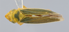 Habitus, dorsal view: (Observation).