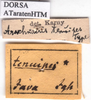 CollectionObject 1538292; a912ca3d-22c9-4af2-83d5-1eba8f4b8dea: labels (holotype). (CollectionObject).