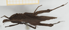 Hymenotes triangularis Westwood, 1837: male, dorsal view (syntype). (Otu).
