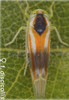 Habitus, dorsal view: !! display not done !! on Alebra albostriella (Fallén, 1826): Abdomen, sternal apodemes, ventral view. (Observation).