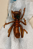 CollectionObject 1531218; c1232a83-d9c3-4924-81ef-49dbdabae07e: female, ventral view (lectotype). (CollectionObject).