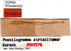 CollectionObject 1500586; 14a52cef-cf81-4732-8221-9f3b2e1ef18f, DORSA BTpoestrS02: labels (syntype). (CollectionObject).