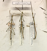 CollectionObject 1559644; 11057412-5713-447a-9f6b-f80b885c6c12: copyright ETHZ. male (syntypes, first two). (CollectionObject).