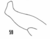 Stylus on Cumora (Cumora) parallelocornis inaequalis (Linnavuori & DeLong, 1979): (Observation).