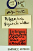 Euzosteria subverrucosa (White, 1841): Lectotype, juvenile, labels. BMNH(E)#878030. (Otu).