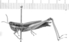 CollectionObject 1566322; f81cd8cd-7198-43c7-adf6-14639cddfde1: female, lateral view (holotype of Mastusia coeruleipennis). (CollectionObject).