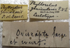 CollectionObject 1505777; 65635fcf-c915-42de-beb2-790f80dfa404: labels (lectotype). (CollectionObject).