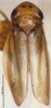 Habitus, dorsal view: (Observation).