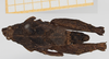 CollectionObject 1518028; f033db34-3335-42f7-b357-39d9d0234437, NHMUK10924439: male, dorsal view (holotype). (CollectionObject).