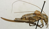 CollectionObject 1535894; 1097c5ba-d500-462d-81a8-33d77c261e15: female, lateral view (paralectotype). (CollectionObject).