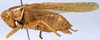 CollectionObject 1517229; c650b075-baf8-4f26-bf2d-03e5f049cabe: male, lateral view (holotype). (CollectionObject).