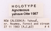 CollectionObject 1522930; c11ff712-6bae-4808-b1a2-f2c333c033f9: Male, labels (holotype). (CollectionObject).