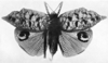 CollectionObject 1539709; 922eb817-8fc1-41cf-a82b-6e56d03d5eee: Pl. F, Fig. 28. female, ventral view (type of var. putris). (CollectionObject).