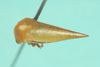 Hygris Stål, 1862: _Hygris unicarinata_. (Otu).