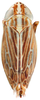 Habitus, dorsal view: !! display not done !! on Mendozellus asunctia Cheng, 1980: Habitus, female, dorsal view (after Duan et al., 2017). (Observation).