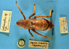 CollectionObject 1567596; 66947c08-fd10-4950-b1dd-33554481d6a1: male, dorsal view. (CollectionObject).